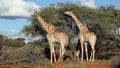 Feeding giraffes