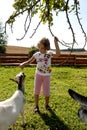 Feeding goat 4 Royalty Free Stock Photo