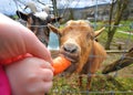 Feeding goats