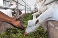 Feeding goats