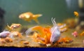 Close up of Red and White oranda feeding inside the aquarium. Royalty Free Stock Photo