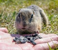 Feeding gophers by human at wild nature. Gopher is eating from human hand