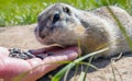 Feeding gophers by human at wild nature. Gopher is eating from human hand