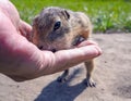 Feeding gophers by human at wild nature. Gopher is eating from human hand