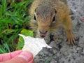 A feeding gophers