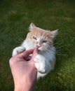 Feeding greedy cat outdoors Royalty Free Stock Photo