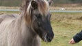 Feeding grey horse with hassock