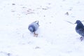 Feeding grey pigeons on the yard in winter