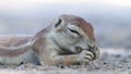 Feeding ground squirrel