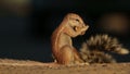 Feeding ground squirrel