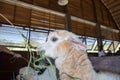 Feeding group of alpaca in the barn