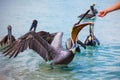 Feeding group of Pelicans on the beach Varadero, Cuba, with fish. Royalty Free Stock Photo