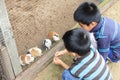 Feeding Guinea Pigs Royalty Free Stock Photo