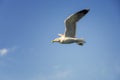 Feeding gulls from the hands of bread. Royalty Free Stock Photo