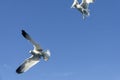 Feeding gulls from the hands of bread.