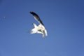 Feeding gulls from the hands of bread.