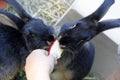 Feeding hand and pet rabbit Royalty Free Stock Photo