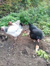 Feeding the happy old breed chickens Royalty Free Stock Photo