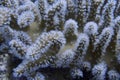 Feeding Hard coral with Polyps sticking out off Balicasag Island, Panglao, Bohol, Philippines Royalty Free Stock Photo