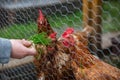 Feeding hen by fresh grass, agriculture concept, producing a bio eggs Royalty Free Stock Photo