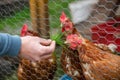 Feeding hen by fresh grass, agriculture concept, producing a bio eggs Royalty Free Stock Photo