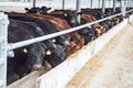 Feeding a herd of cows on a farm. beef cattle Royalty Free Stock Photo