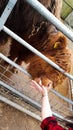 Feeding highland cow cattle animal