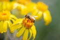 Feeding honey bee with pollen