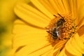 Feeding honey bee taking in nectar