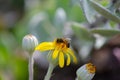 Feeding Honey Bee on Yellow Flowers Royalty Free Stock Photo