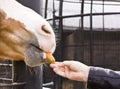 Feeding horse Royalty Free Stock Photo