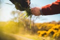 Feeding a horse grass