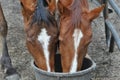 Feeding Horses Royalty Free Stock Photo