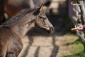 The feeding horses