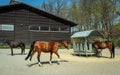 Feeding horses. Thoroughbred horses in corral eating hay from a metal hay bale feeder.