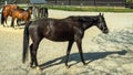 Feeding horses. Thoroughbred horses in corral eating hay from a metal hay bale feeder.