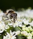 Feeding hoverfly Royalty Free Stock Photo