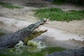 Feeding huge crocodiles sitting in the green water near the shore. Crocodile catches whole chicken on the fly Royalty Free Stock Photo