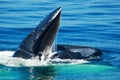 Feeding Humback Whale