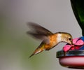 Feeding Hummingbird Royalty Free Stock Photo
