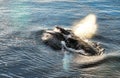 Feeding humpback whale in Antarctica Royalty Free Stock Photo