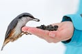 Feeding hungry birds in the winter. Nuthatch takes sunflower Royalty Free Stock Photo