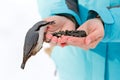 Feeding hungry birds in the winter. Nuthatch takes sunflower