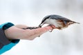 Feeding hungry birds in the winter. Nuthatch takes sunflower Royalty Free Stock Photo