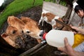 Feeding hungry calves on Costa Rican farm Royalty Free Stock Photo