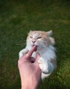 Feeding hungry cat with treats Royalty Free Stock Photo