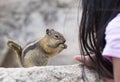 Feeding Hungry Chipmunk Royalty Free Stock Photo