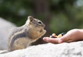 Feeding Hungry Chipmunk Royalty Free Stock Photo