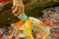 Feeding hungry fancy carp fish in the pool Royalty Free Stock Photo