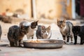 Feeding Hungry Stray Cats on the Streets: Volunteers Help Bring Hope for Animal Adoption, generative AI